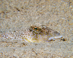 Longtail Dragonet photo 2