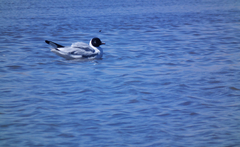 Chroicocephalus serranus