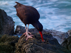 Haematopus ater