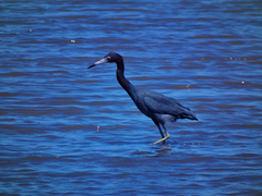 Egretta caerulea