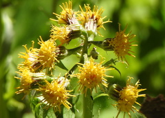 Cacaliopsis nardosmia