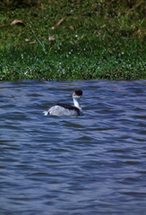 Podiceps occipitalis