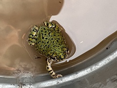 Anaxyrus debilis