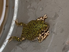 Anaxyrus debilis