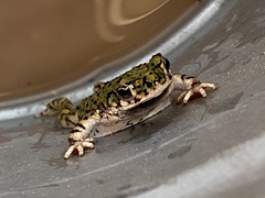 Anaxyrus debilis