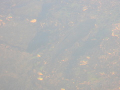 Moxostoma macrolepidotum