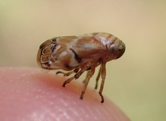 Clastoptera arborina