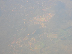 Moxostoma macrolepidotum