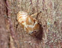 Clastoptera arborina
