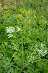 Pastinaca sativa sativa