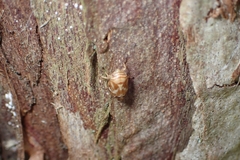 Clastoptera arborina