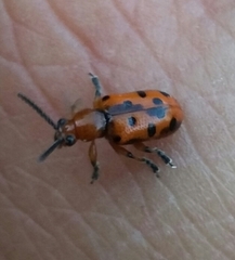 Crioceris duodecimpunctata