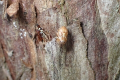 Clastoptera arborina