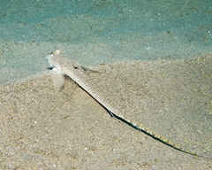 Longtail Dragonet photo 1
