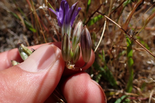 Image of Brodiaea rosea by (c) Chris Fluit, some rights reserved (CC BY)