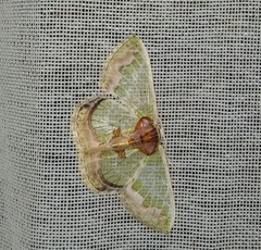 Hyalochlora splendens