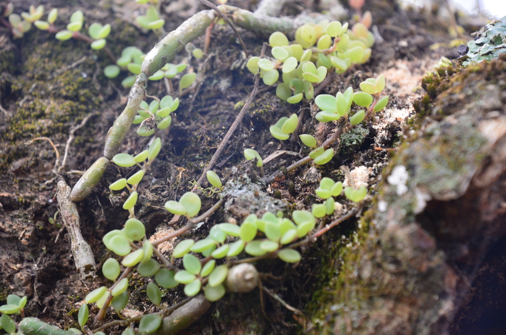 Peperomia lorentzii