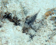 Asterropteryx semipunctata