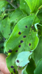 Parallelodiplosis subtruncata