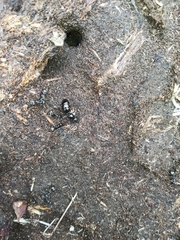 Formica lemani