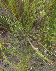 Euchaetis albertiniana