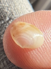 Kellia cycladiformis