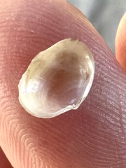 Kellia cycladiformis