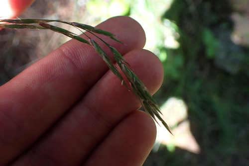 Image of Melica subulata by (c) Chris Fluit, some rights reserved (CC BY)