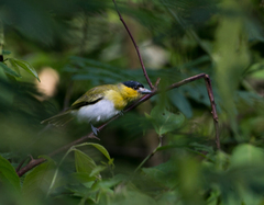 Pachyramphus viridis xanthogenys