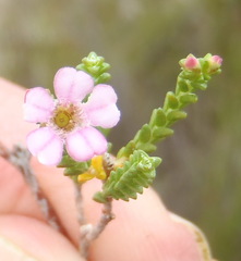 Euchaetis albertiniana
