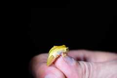 Dendropsophus sanborni