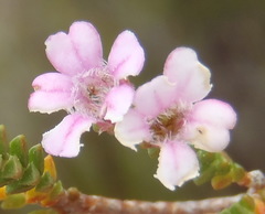 Euchaetis albertiniana