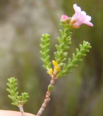 Euchaetis albertiniana