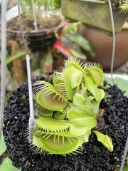 Dionaea