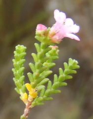 Euchaetis albertiniana