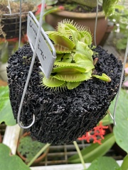 Dionaea