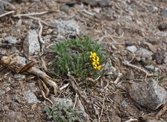 Erysimum perenne