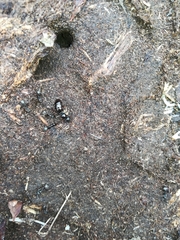 Formica lemani
