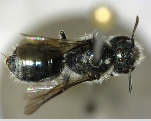 iNaturalist observation photo of Mason Bees