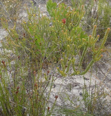 Euchaetis albertiniana