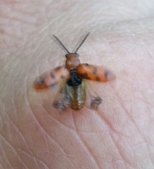 Crioceris duodecimpunctata