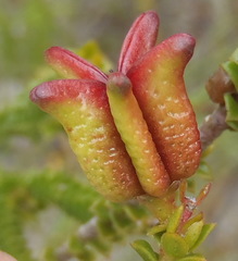 Euchaetis albertiniana