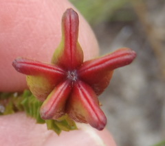 Euchaetis albertiniana