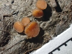 Scutellinia minor