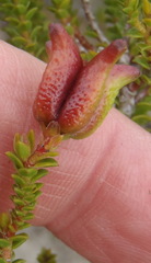 Euchaetis albertiniana