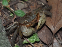 Orisarma neglectum