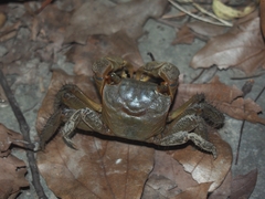 Orisarma neglectum