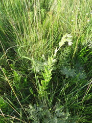 Lithospermum occidentale
