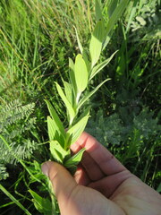 Lithospermum occidentale