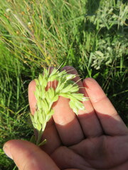 Lithospermum occidentale